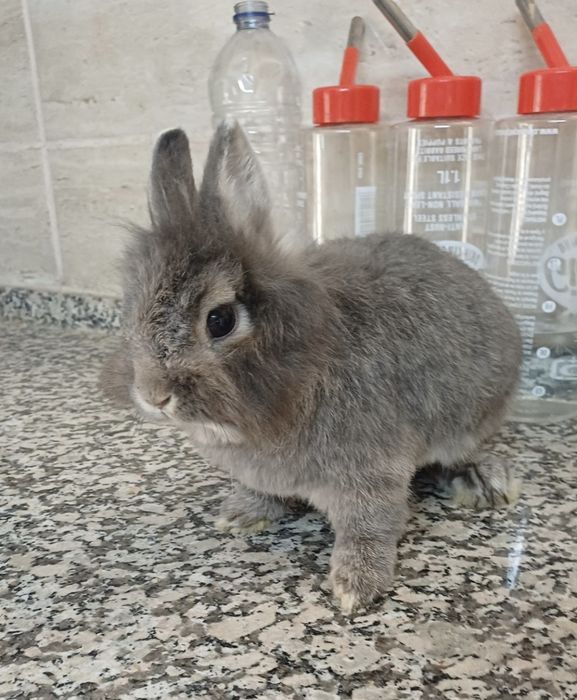 Mini nini anão holandês