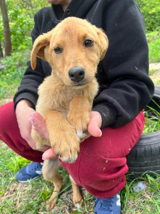 Гарний песик шукає родину