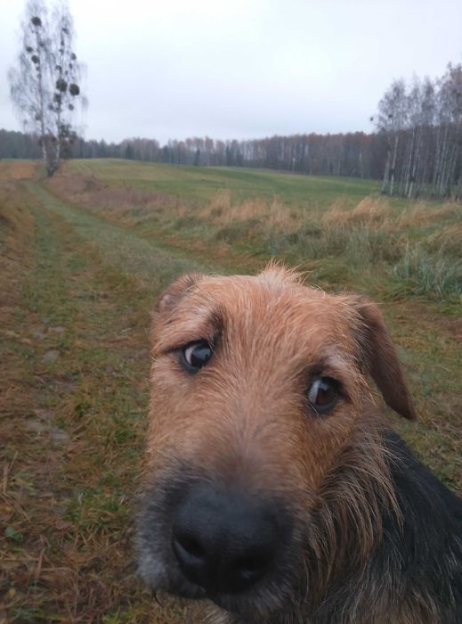 Szanti - nałogowy uciekinier i mój przyjaciel