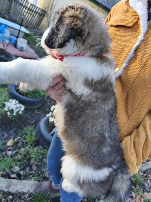 Продам песика 1міс