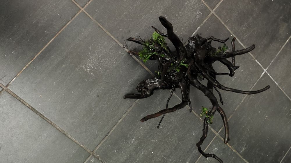 Tronco aquário com plantas