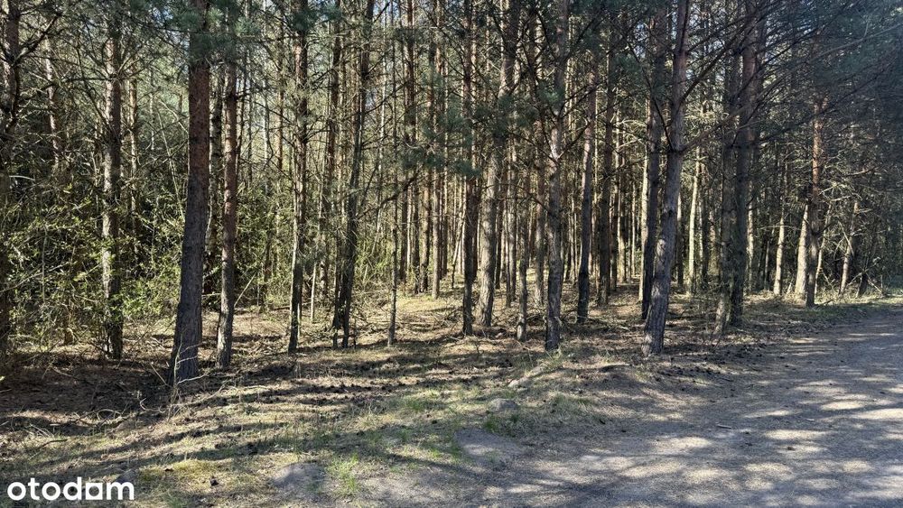 Działka leśna Zendek