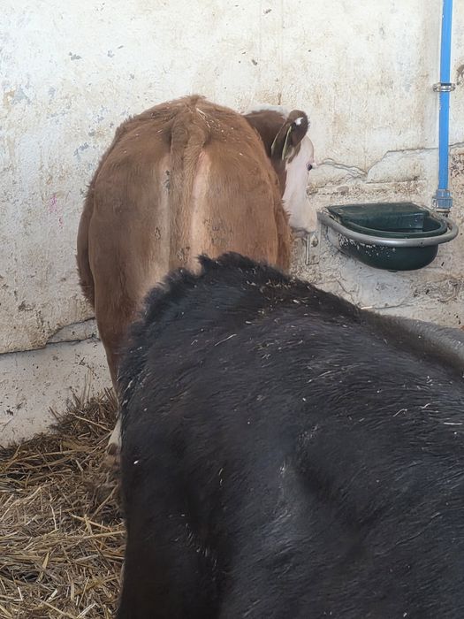 Byczki 10 sztuk 140 kg ze zdjęć