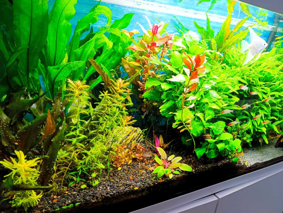 Anubias roślina akwariowa