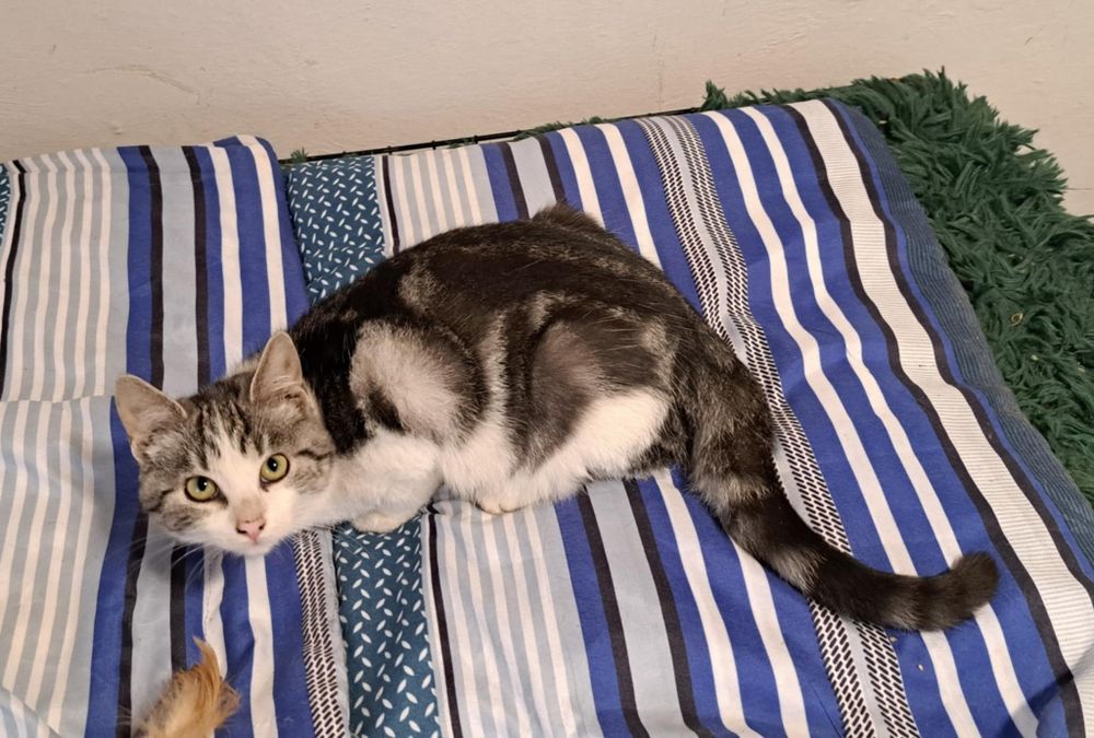 Piękny, wrażliwy kocurek poszukuje domu