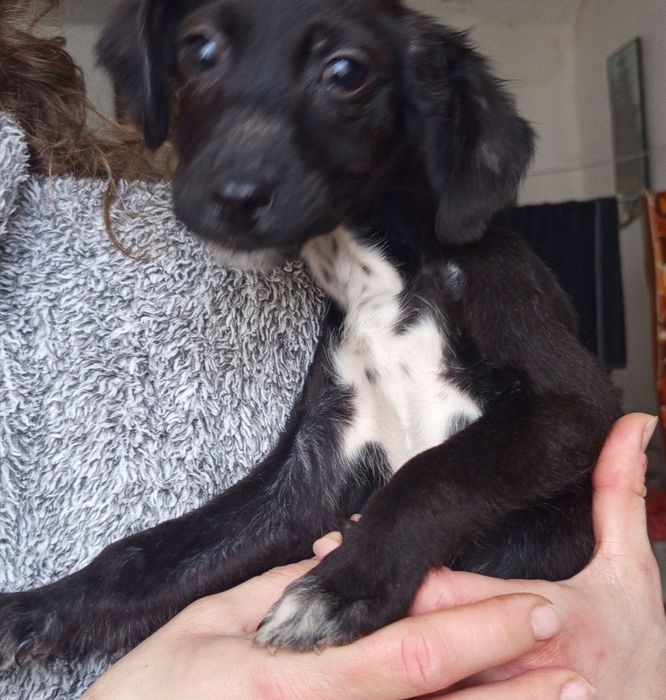 Віддамо цуценят 3 місяці у добрі руки