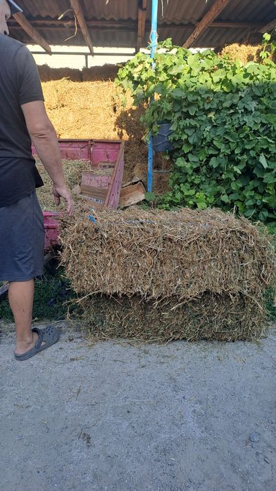 Продам сіно в  тюках 100 грн