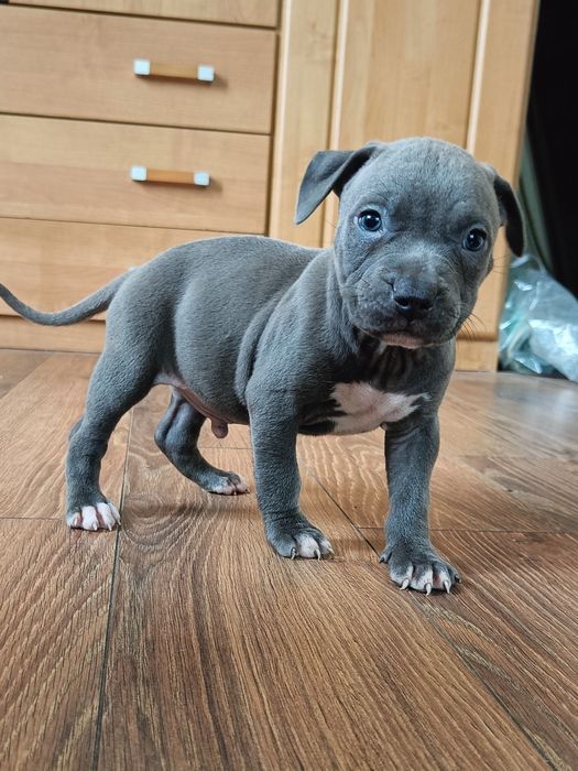American Staffordshire Terrier Amstaff piesek 2