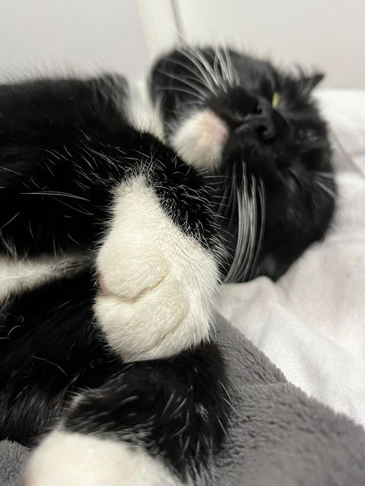 Zaginął kot!!! WILKÓW