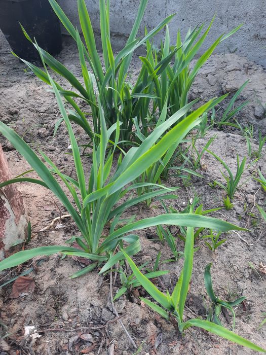 Yuka ogrodowa ładne sadzonki