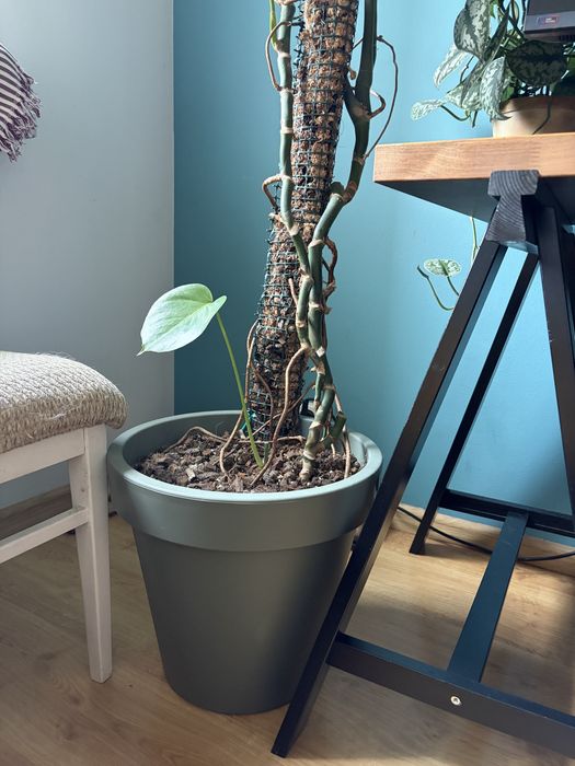Monstera Roślina Doniczka kwiatek doniczkowy