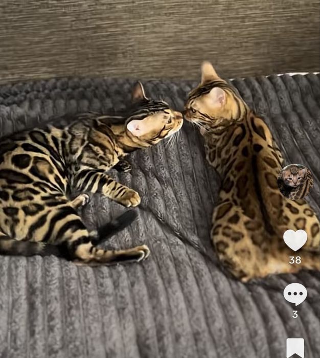 Бенгальські кошенята