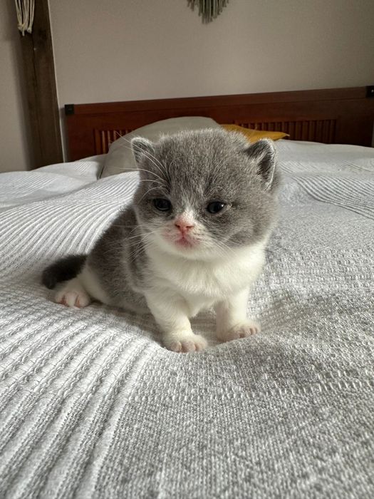 Kotka brytyjska a bicolor FPL