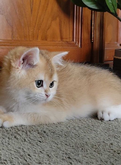 Lindo gatinho British Shorthair Golden