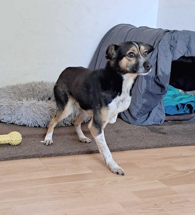 Uroczy, kochany, przytulaśny, mały, bezdomny piesek szuka domu