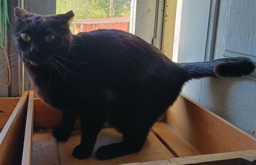 Equipa- gata preta muito meiga para adoção responsável