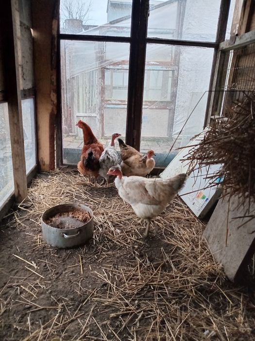 Молоді курочки ...