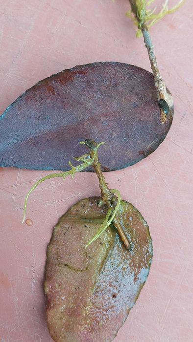 Hoya Caudata Sumatra. Hoja.