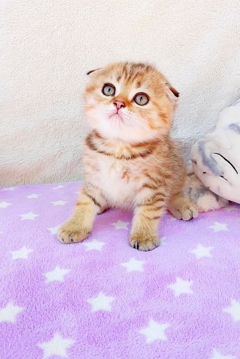 Милашка мальчик Фолдик