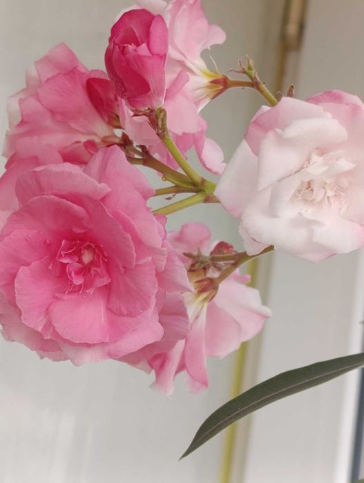 Орхидея Дендробиум  и Олеандр куст.