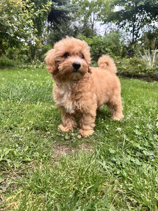 Maltipoo piesek.