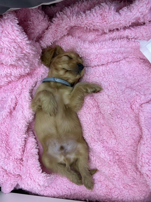 Sprzedam psa Cocker spaniel