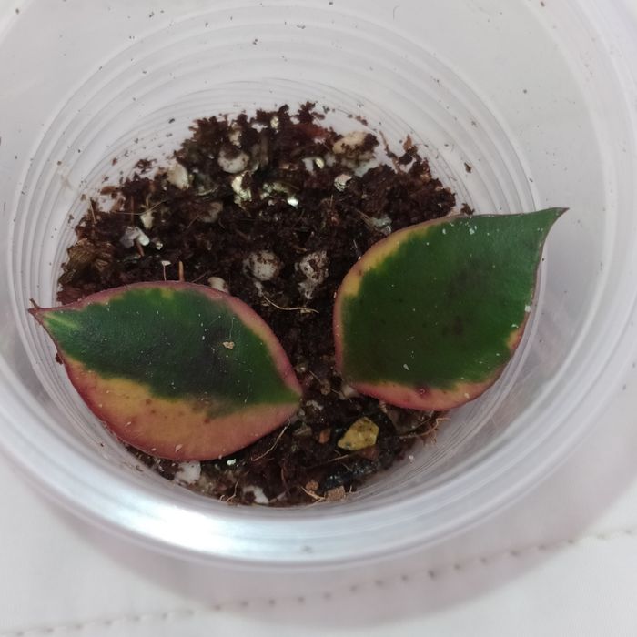 Hoya bakoensis albo, lacunosa minsra, lakunosa souma, lakunosa amarillo