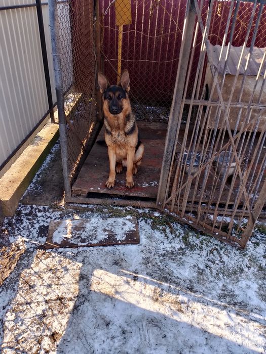 В'язка чисто кровний вівчар
