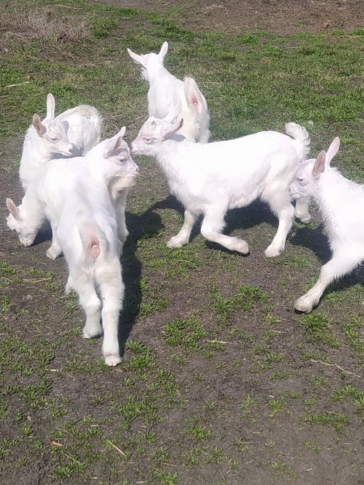 Оголошення Продам