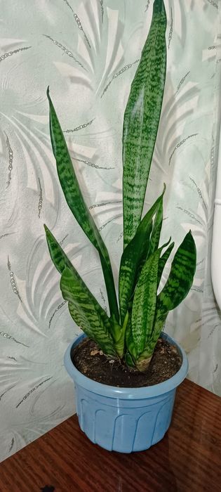 Сансевієрія санса