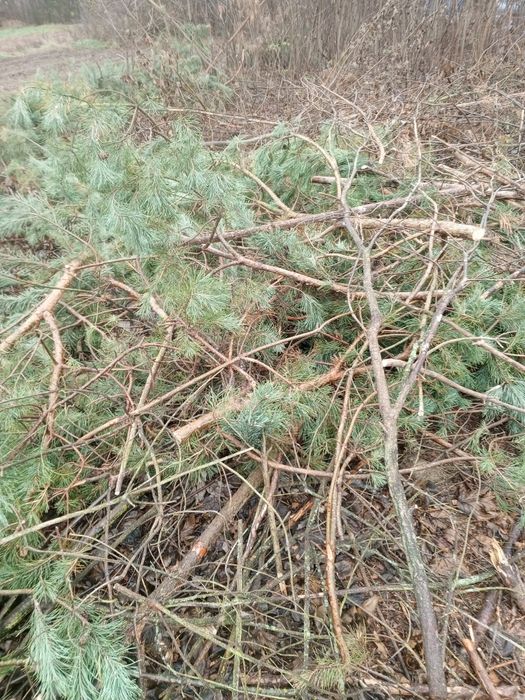 Oddam gałęzie czuby sosny brzozy i inne