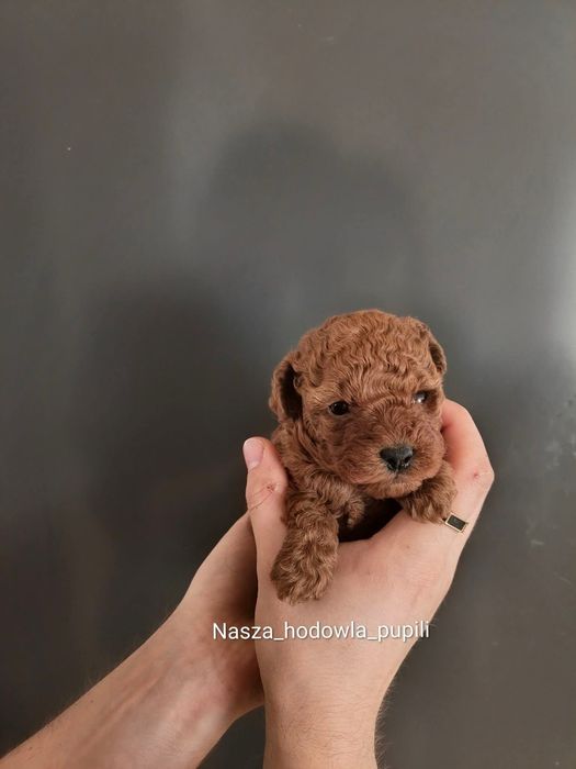 Suczka Pudel toy Red płowy ze sprawdzonej hodowli