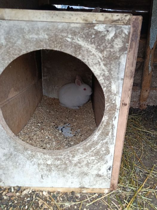 Продам кроленят.