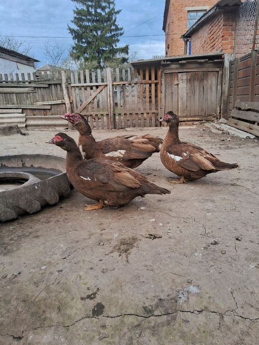 Мускусна качка .