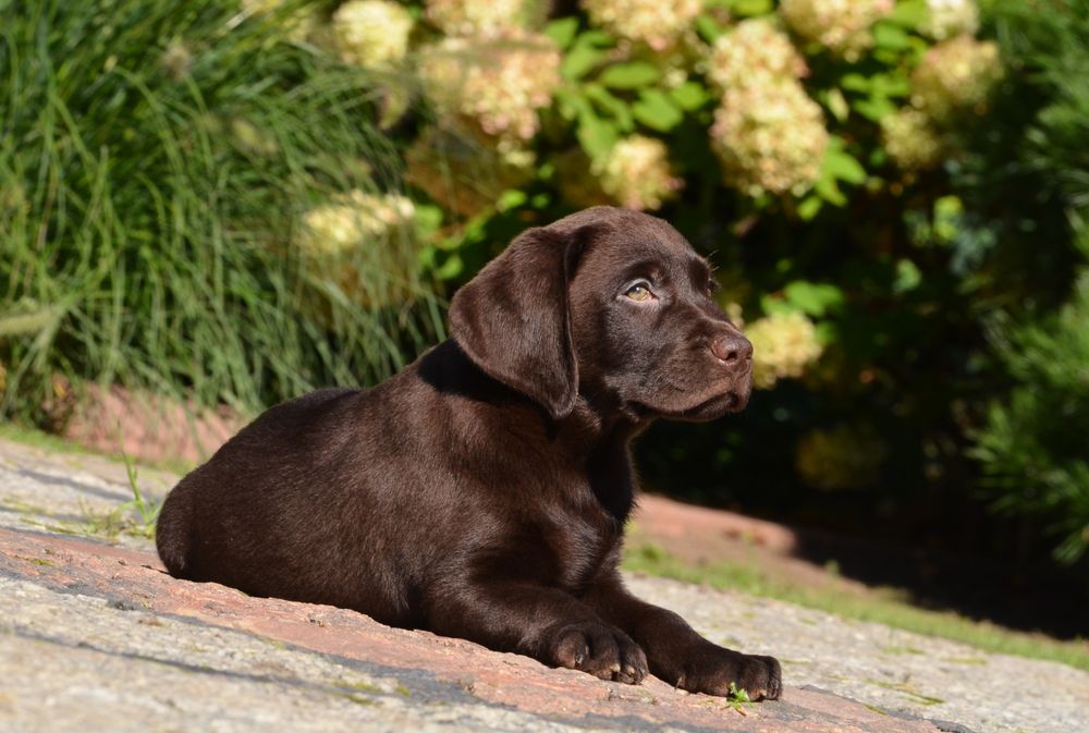 Labrador retriever FCI  SUCZKA