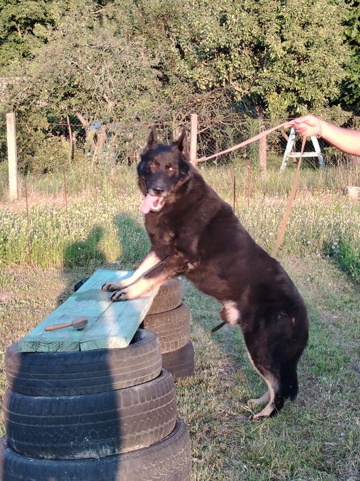 Східноєвропейські вівчарки