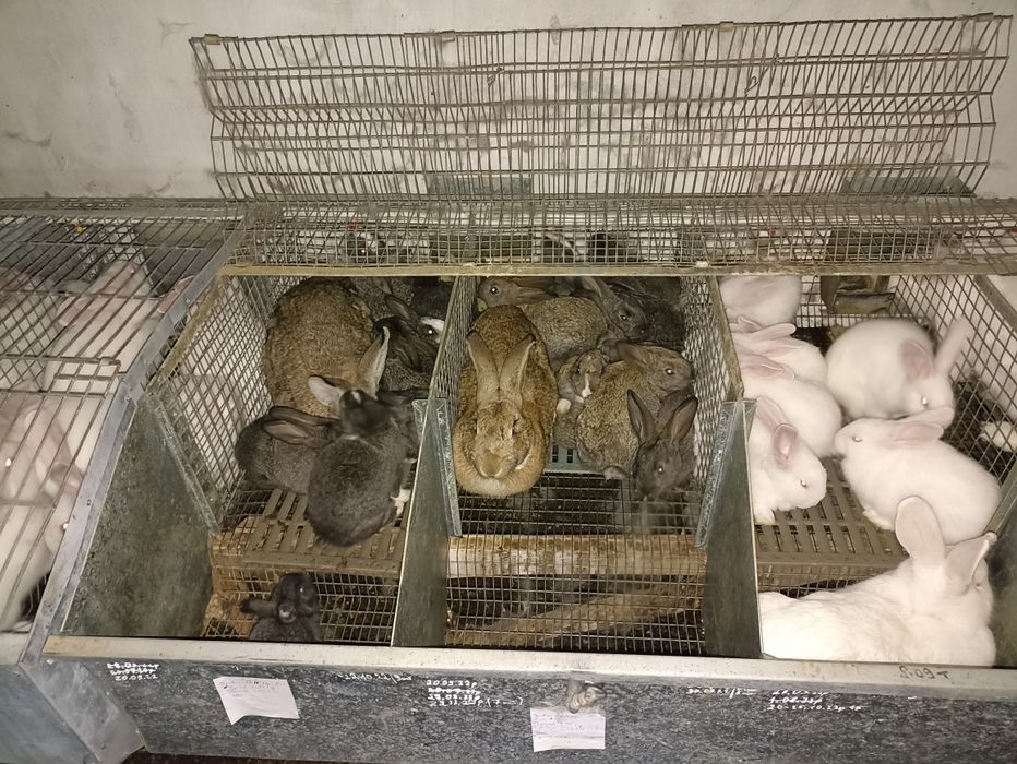 Продам кроликів Термонці.