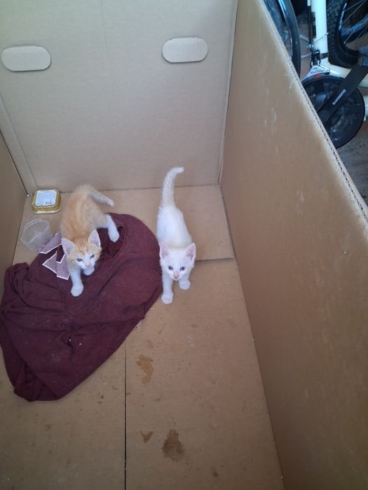 Dois gatinhos para adoção