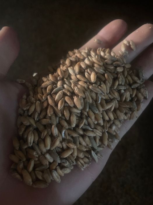 Pszenżyto worek/50 zł