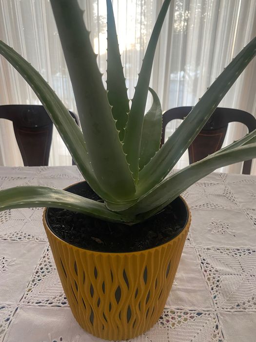 Aloé Vera biológico xarope do cato