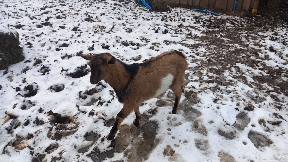 Sprzedam koziołka genetycznie bezrożnego