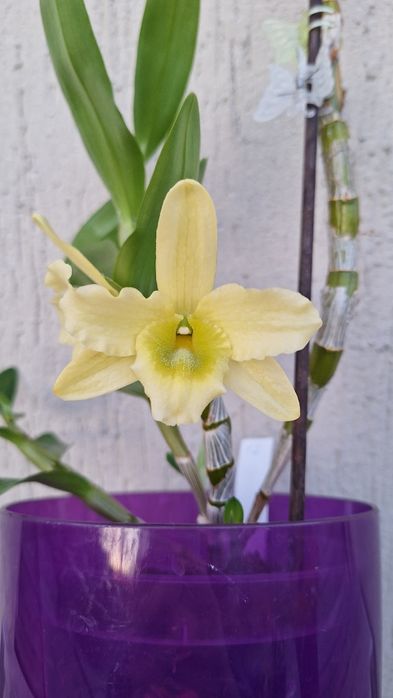 Дендробіум Green Surprise "Windy"