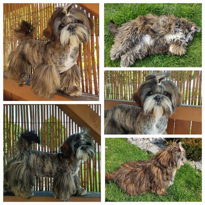 Pręgowany piesek rodowód wyprawka