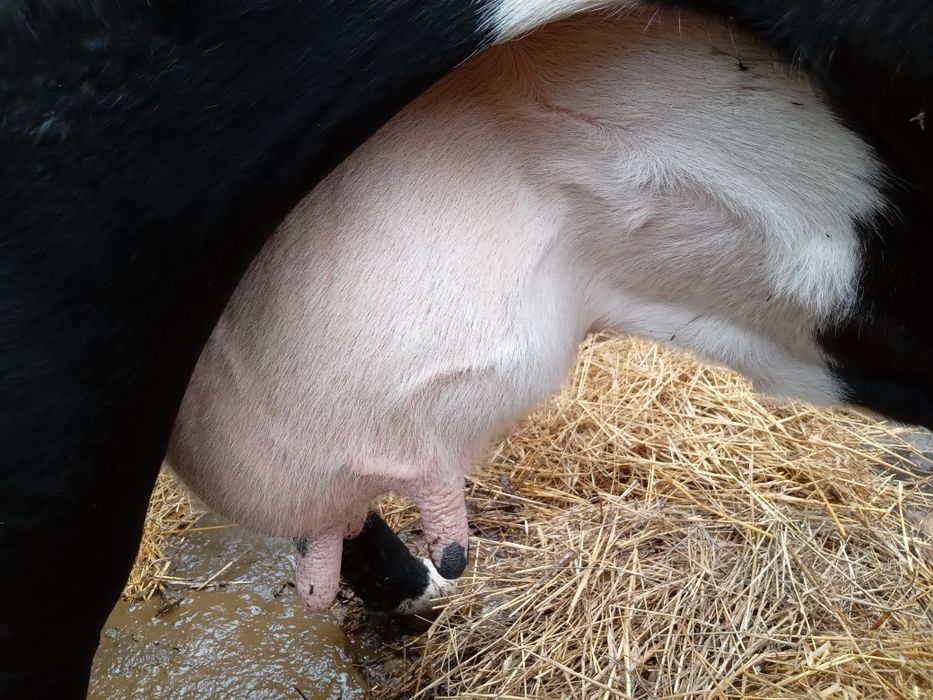 Продам добру корову