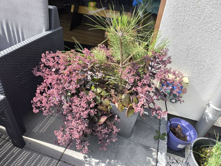 Klon palmowy ATROPURPUREUM w donicy z systemem nawadniania