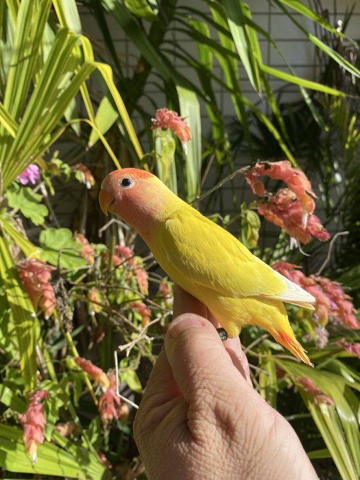 Agapornis domesticado