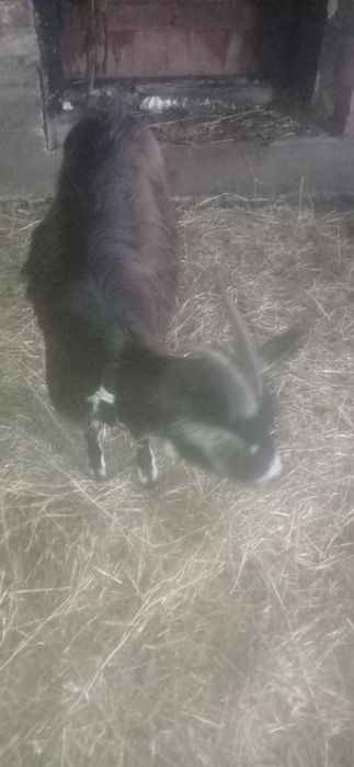 Продам молоду козу