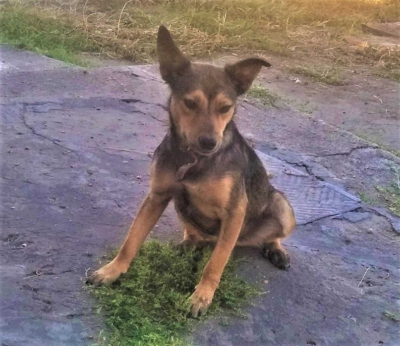 Стерилізована Рижуля в добрі руки