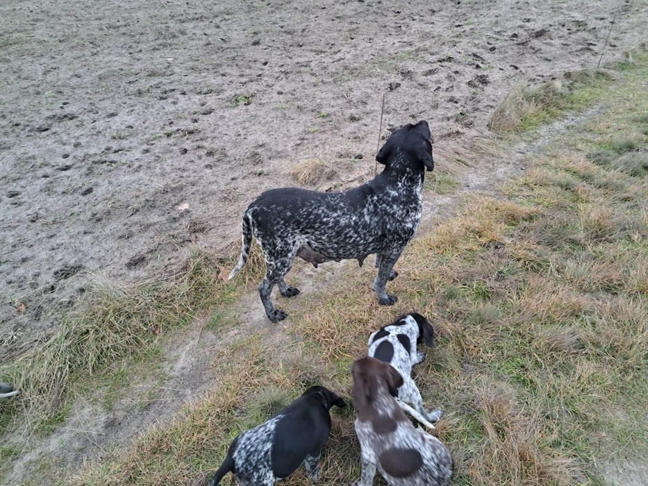 Wyżeł niemiecki krótkowłosy