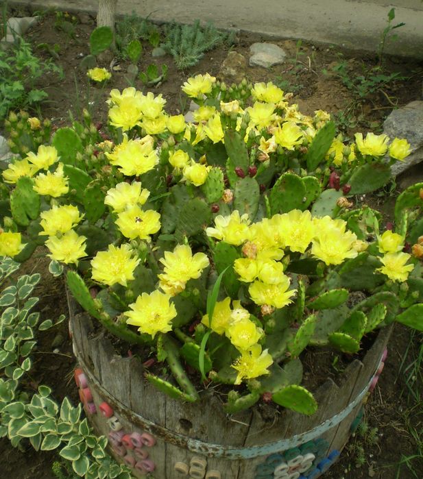 Опунция уличная - листики с корнями